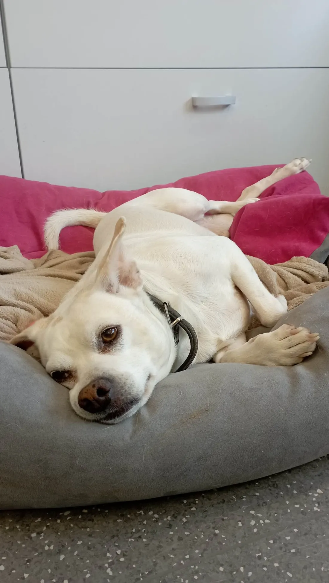 Heliot a été abandonné au refuge