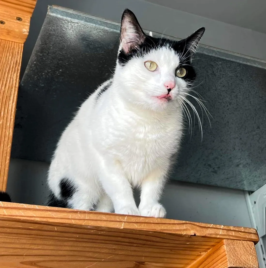 Chouchou recherche une chouette famille d'accueil