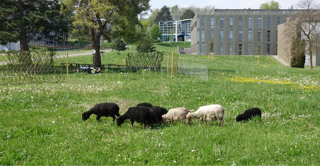 Les brebis sont l'attraction du moment sur le campus de l'Illberg à Mulhouse