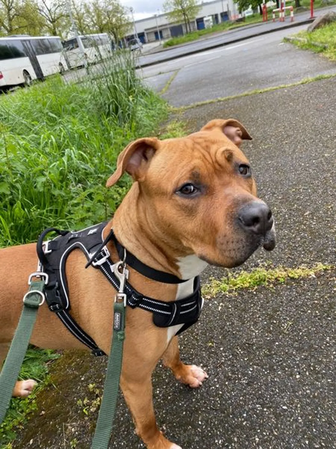 SPA de Strasbourg : Amber cherche sa nouvelle famille