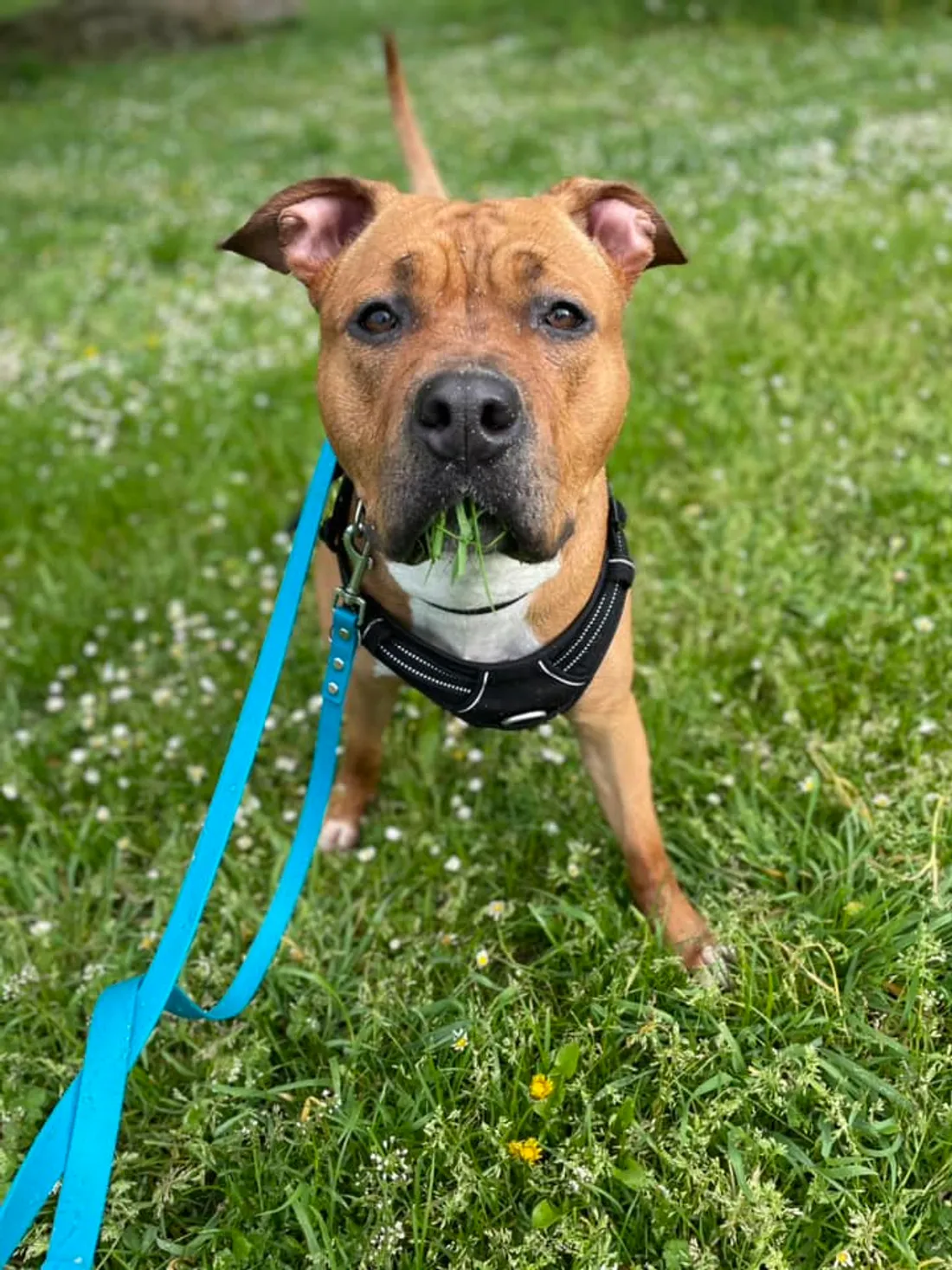 SPA de Strasbourg : Amber cherche sa nouvelle famille