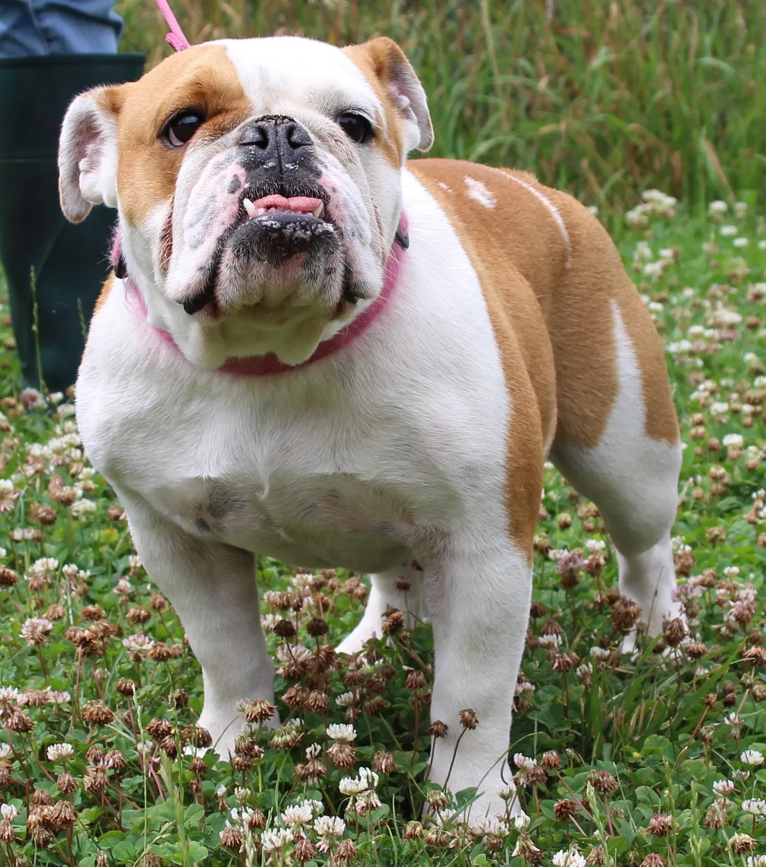 Les chiens sont les bienvenus à Strasbourg