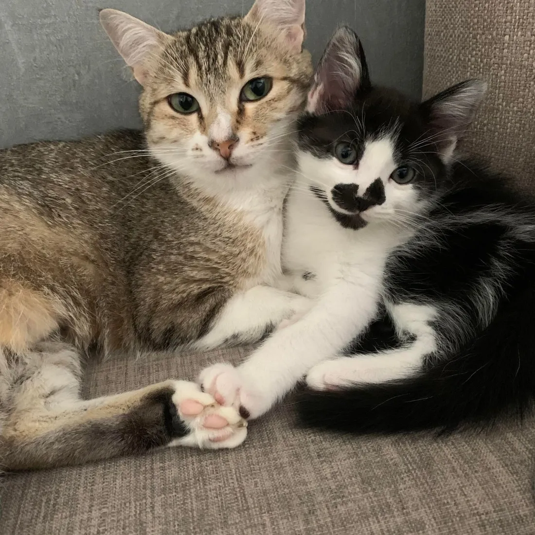 SPA de Strasbourg : Adhara cherche un nouveau foyer