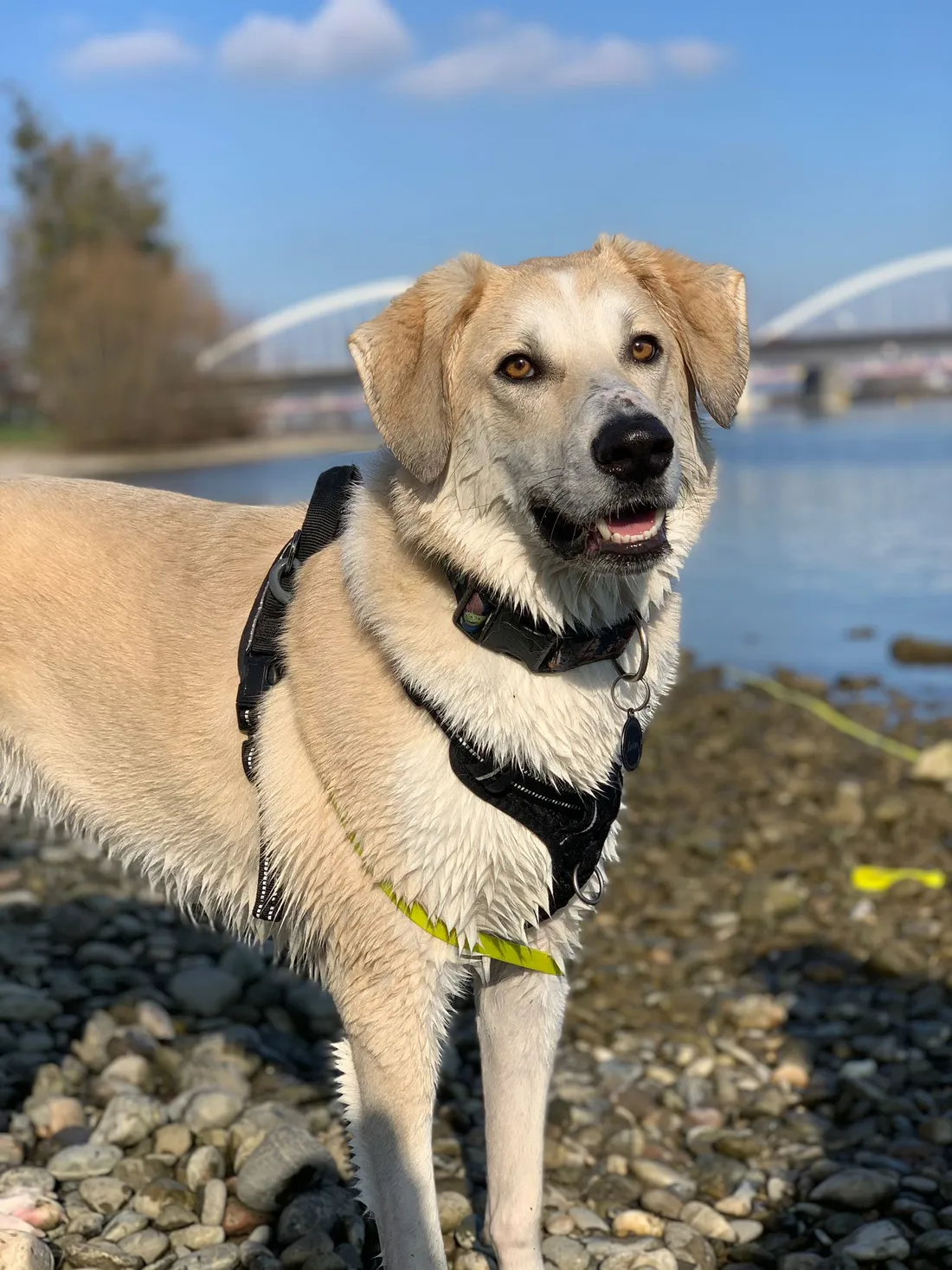 Strasdog est un site Internet répertoriant les bons plans à Strasbourg avec son chien.