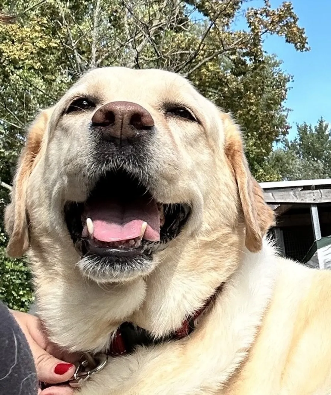 Nida attend d'être adoptée à la SPA de Strasbourg