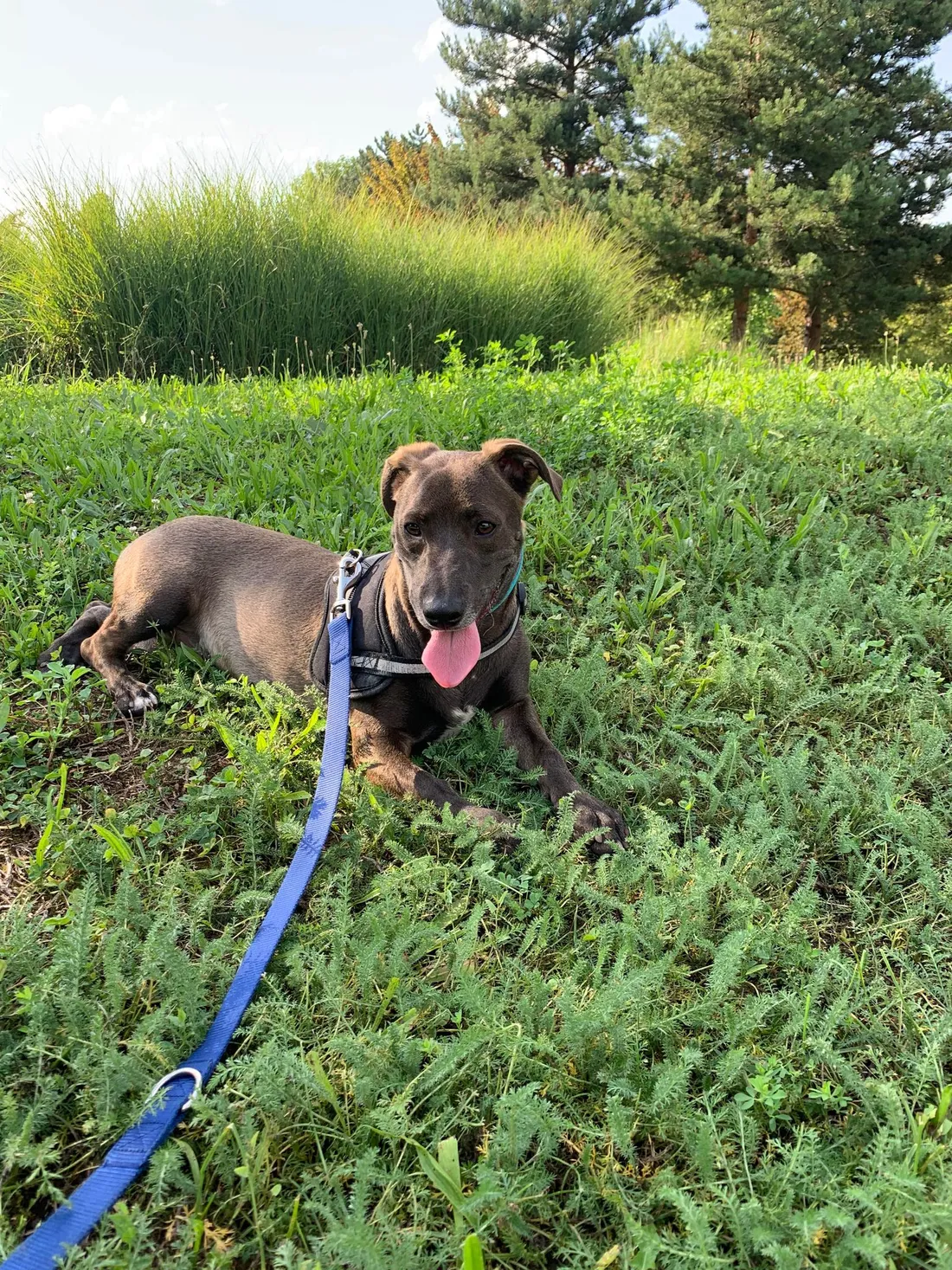 Manitas attend d'être adopté à la SPA de Strasbourg.