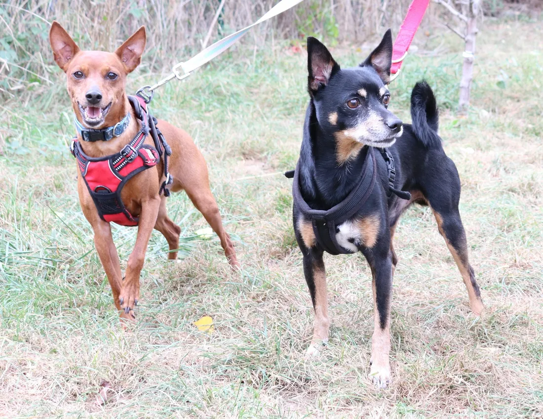 Teddy et Bébé cherchent une nouvelle famille