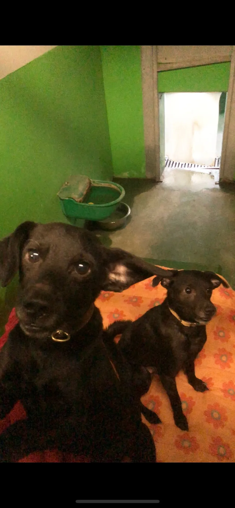 Replay et Salko cherchent un nouveau foyer.