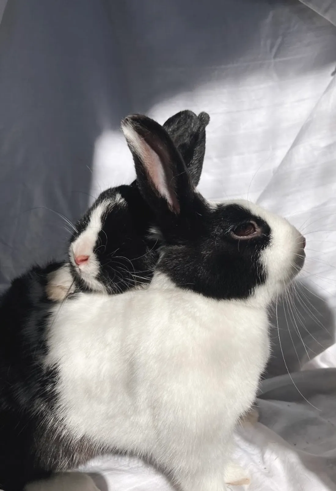 Asya et Karen attendent d'être adoptées à la SPA de Strasbourg.