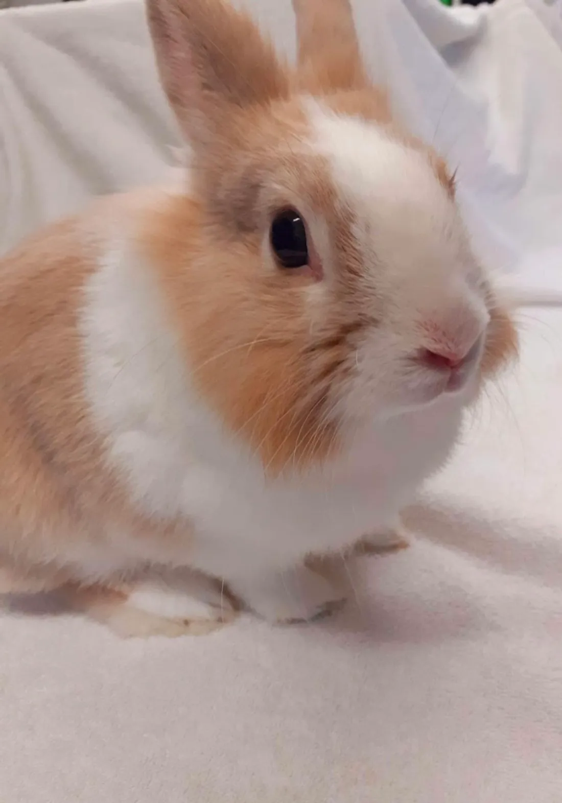 Bonnie attend d'être adoptée à la SPA de Strasbourg.