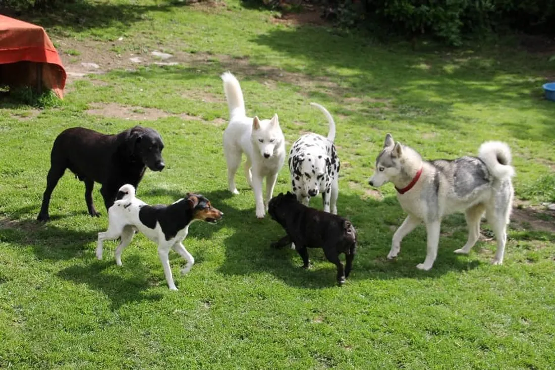 Strasbourg et Montpellier se talonnent dans le classement.