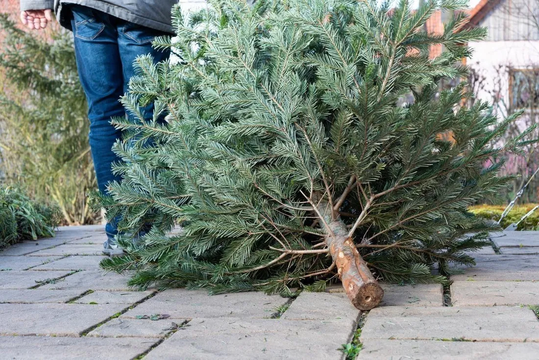 Vous pouvez déposer votre sapin de Noël dans différents points de collecte en Alsace