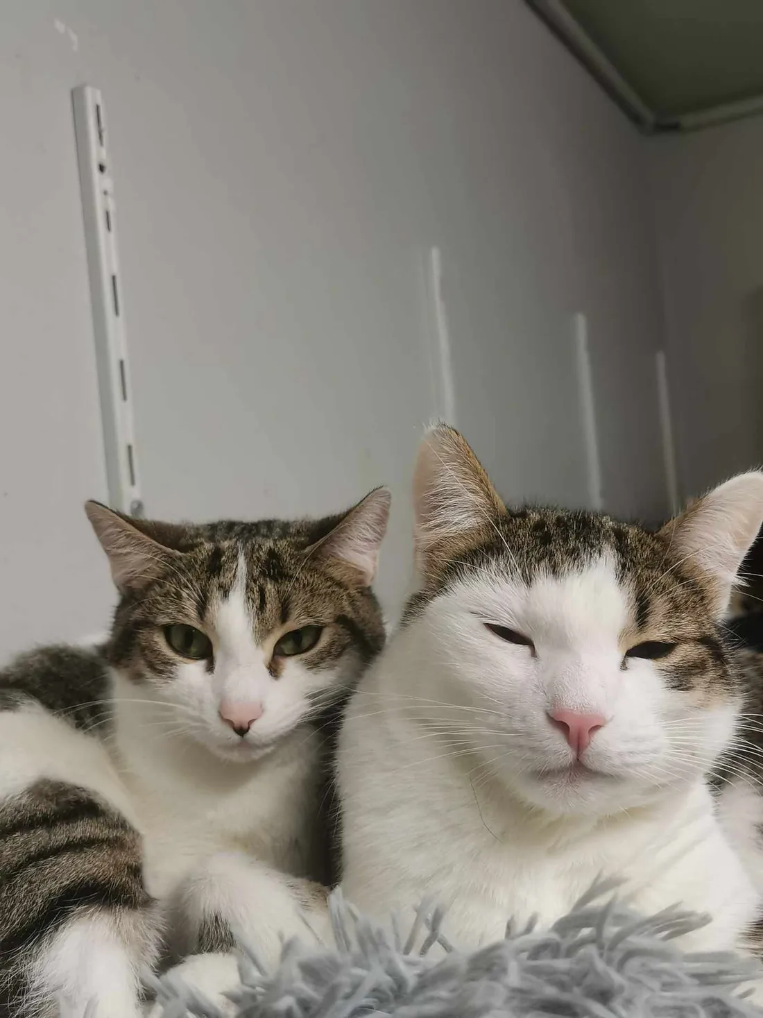 Ume et Artemis attendent d'être adoptés à la SPA de Strasbourg.