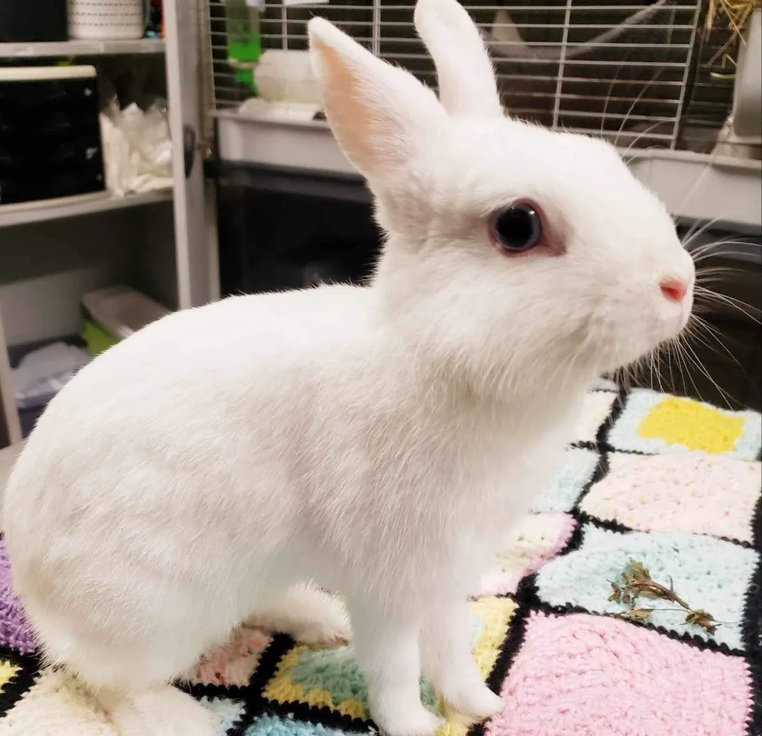 Diana cherche une nouvelle famille