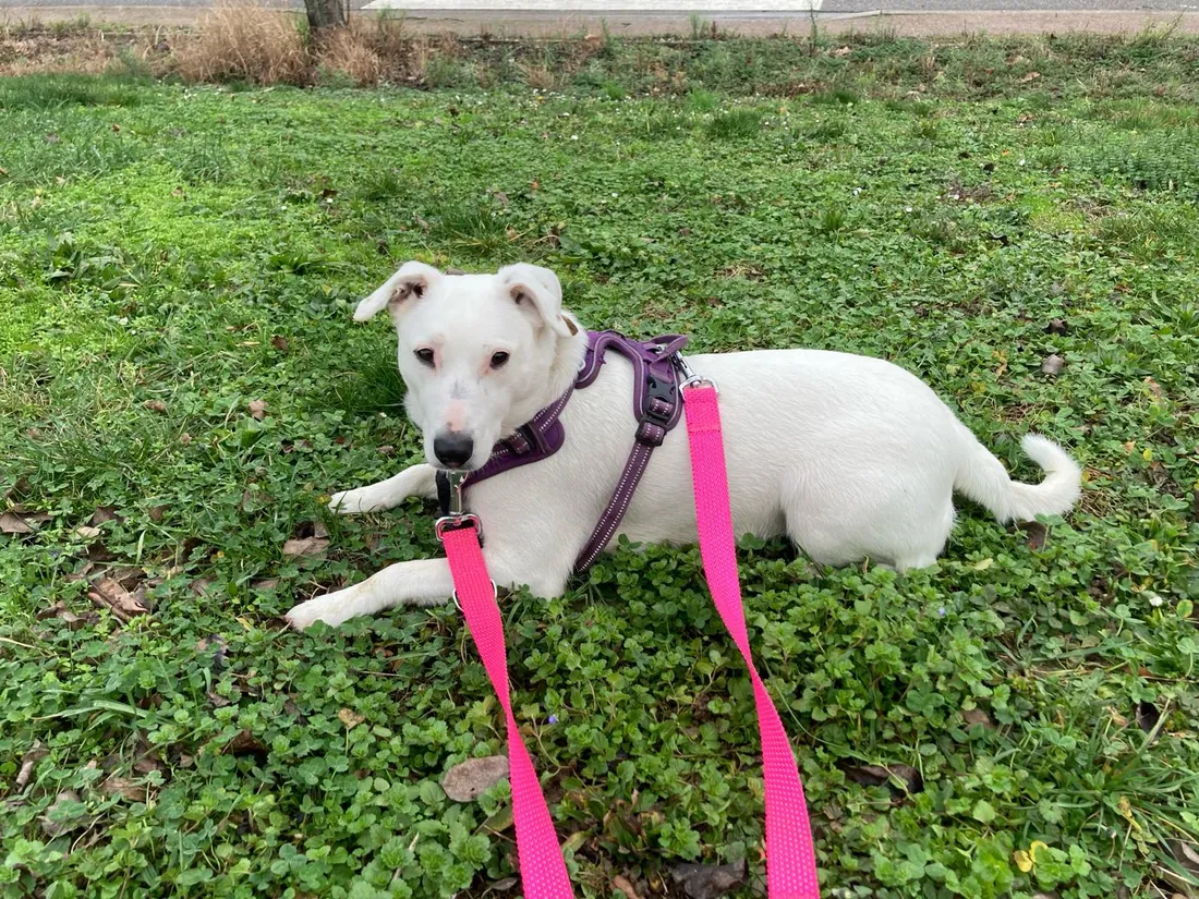 Neige cherche une nouvelle famille