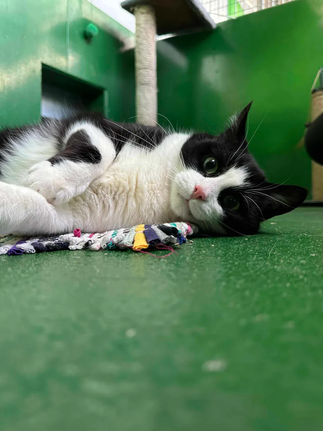 Oreo attend d'être adopté à la SPA de Strasbourg.