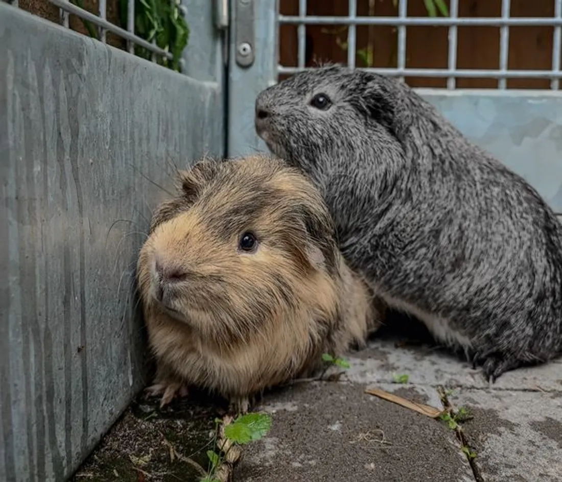 𝑲𝒊𝒑𝒊𝒌 et 𝑴𝒖𝒍𝒆𝒕 attendent d'être adoptés à la SPA de Strasbourg.