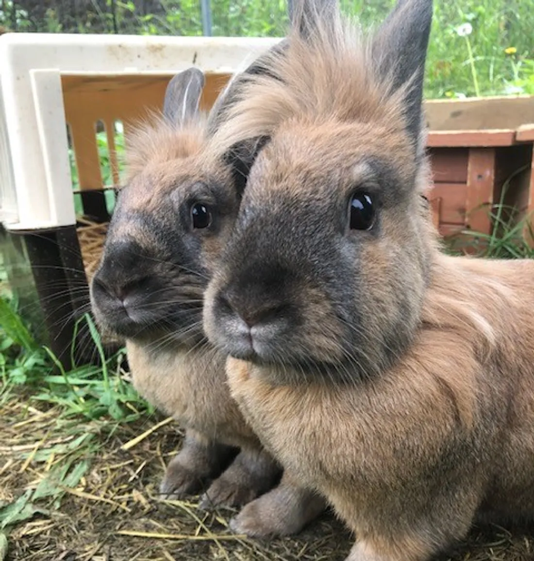 Nesquik, Cajou et Canelle cherchent une nouvelle famille 