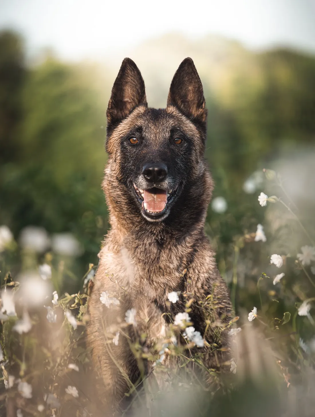 Ocky, en grande forme, attend d'être adopté