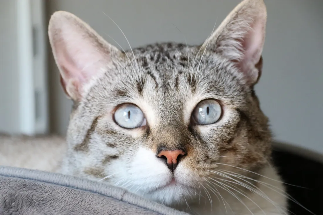 Boo, un croisé siamois de 2020.