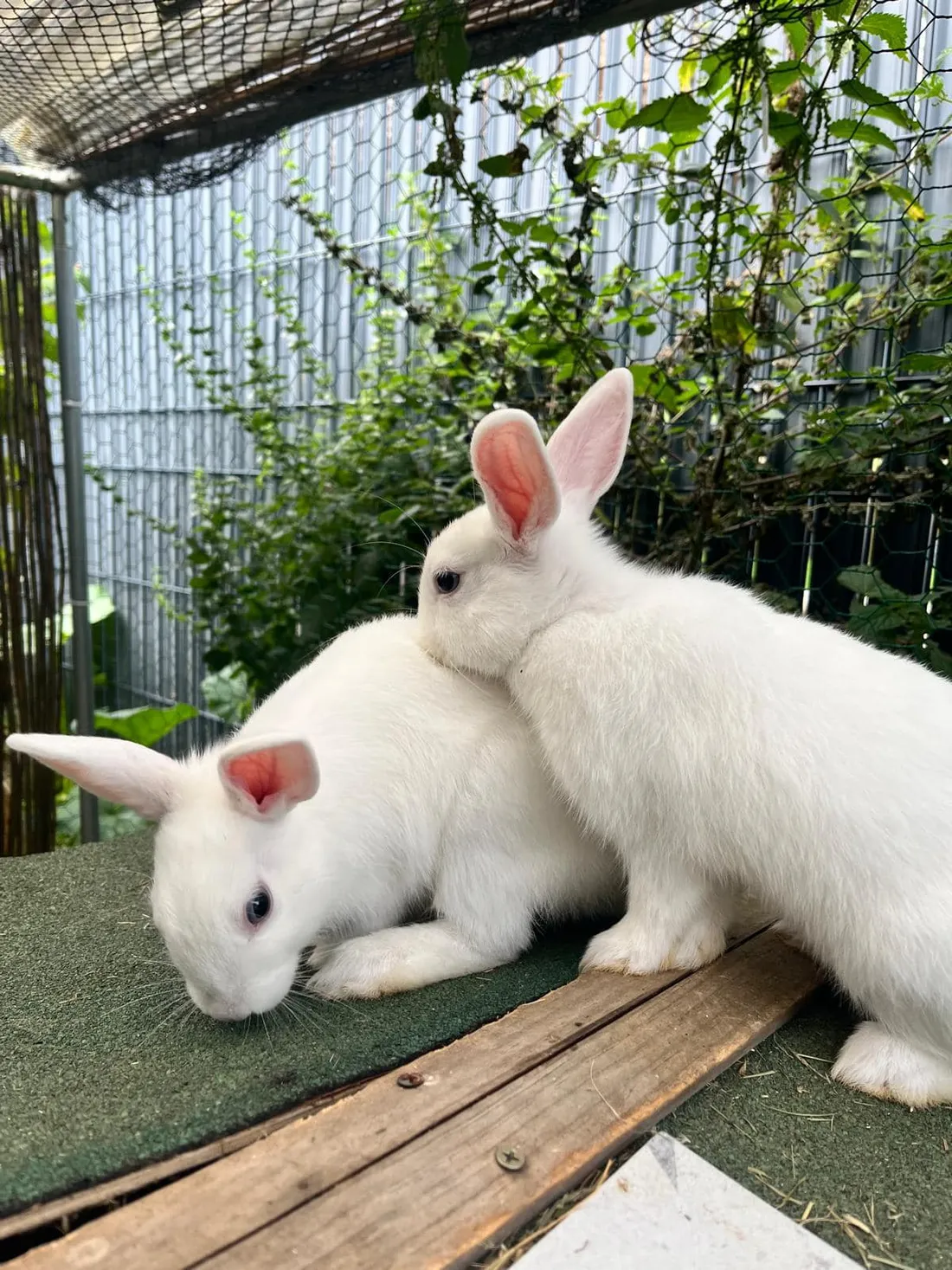 Sky et Sirus adorent les enfants !