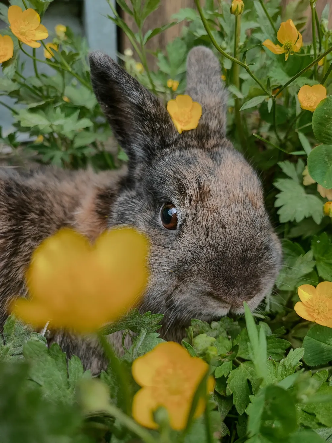 Ubbe attend sa nouvelle famille !