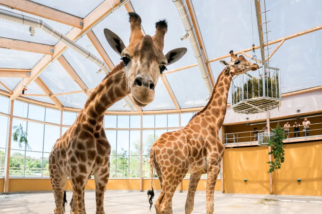 Deux nouvelles girafes au zoo de Mulhouse 