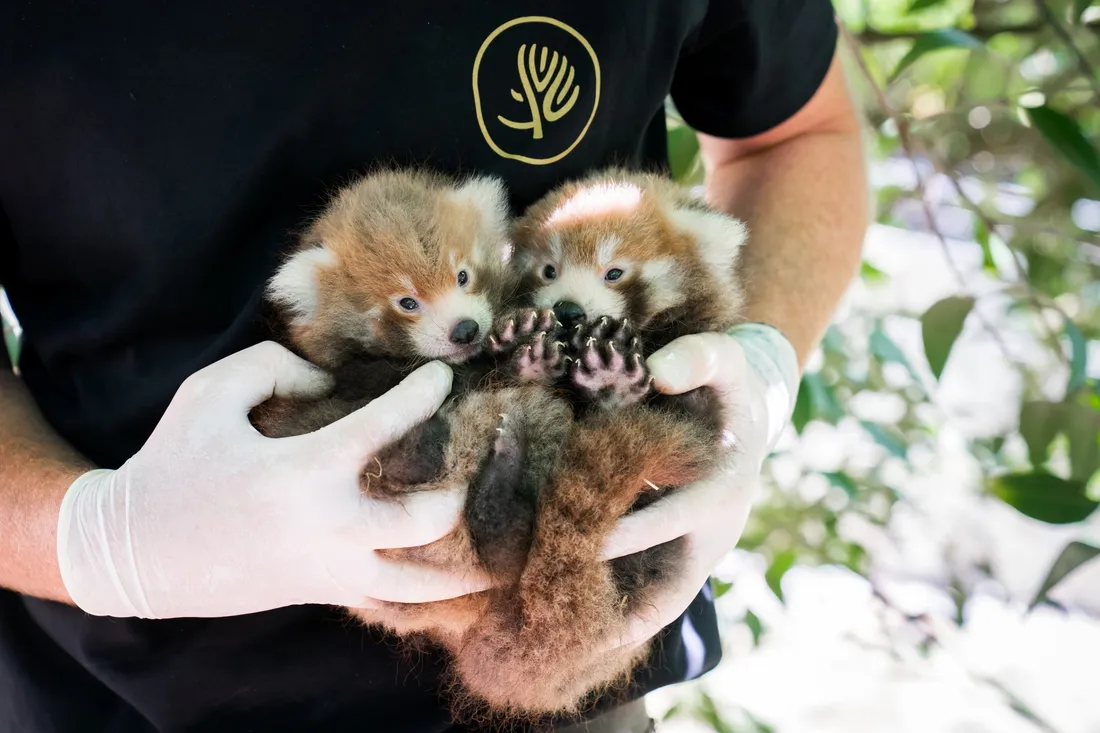 Deux petits pandas roux sont venus au monde cet été au zoo de Mulhouse.
