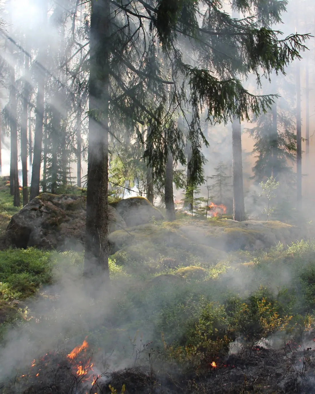La risque d'incendies est très élevé en Alsace cet été
