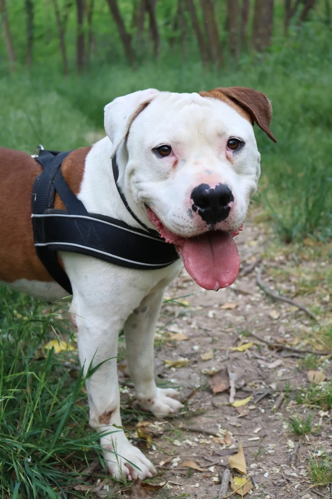 Mabrouk attend une nouvelle famille à la SPA de Colmar