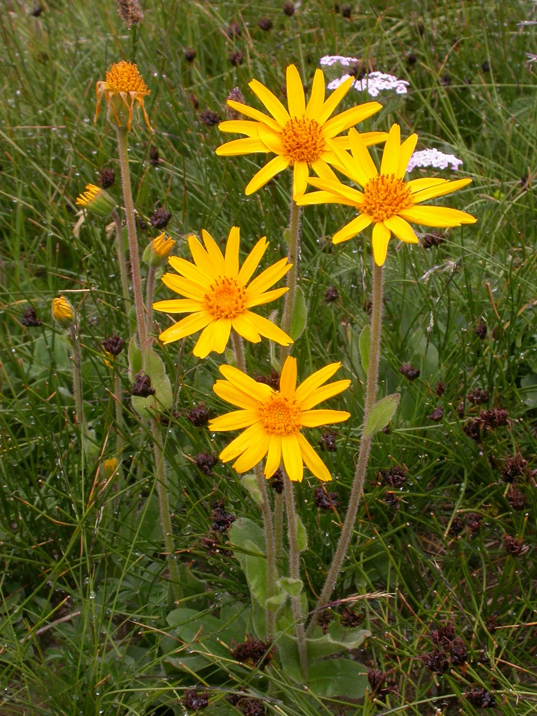 L'arnica montana