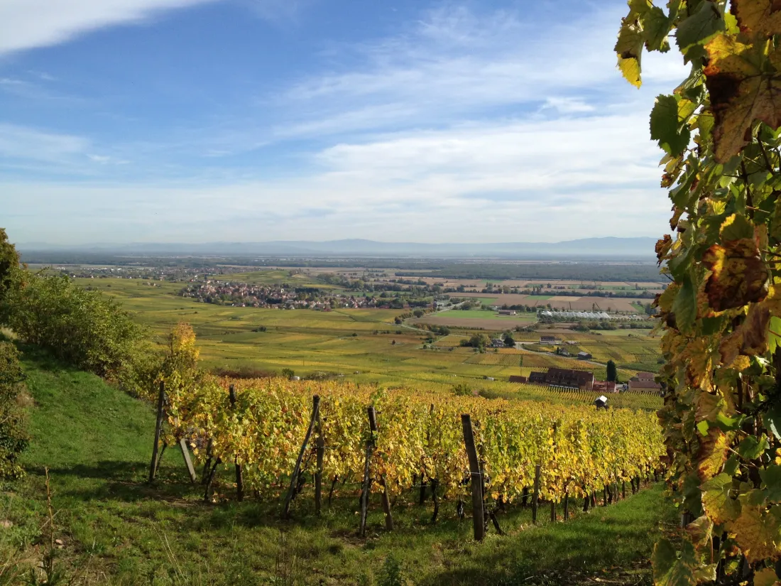 En Alsace, vous pouvez randonner dans les vignes, dans le Ried, sur les crêtes...