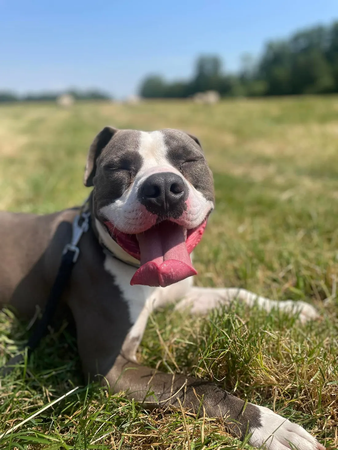 Beck est très affectueux et curieux 