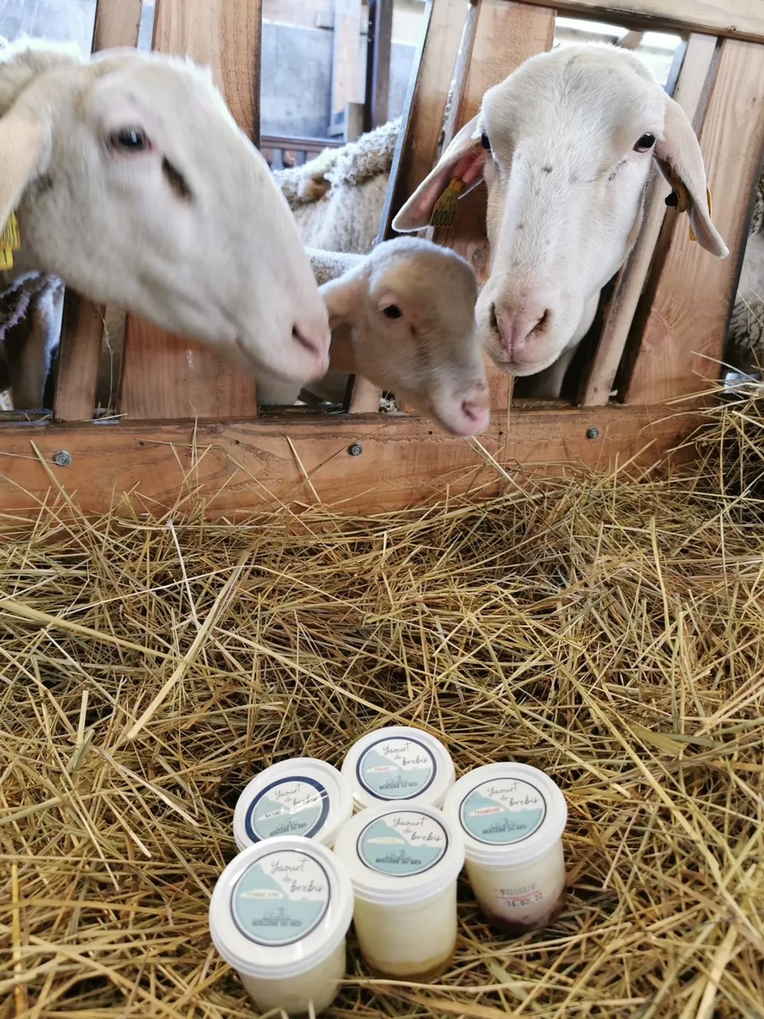 La vente à la ferme est proposée à la Bergerie du Ried à Baldenheim