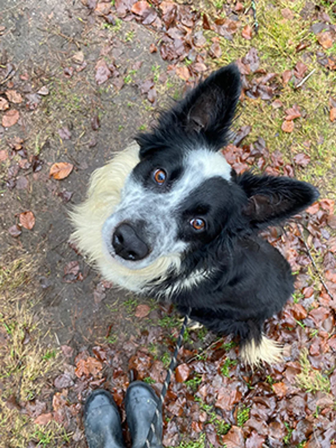 Chowy attend d'être adopté à la SPA de Haguenau.