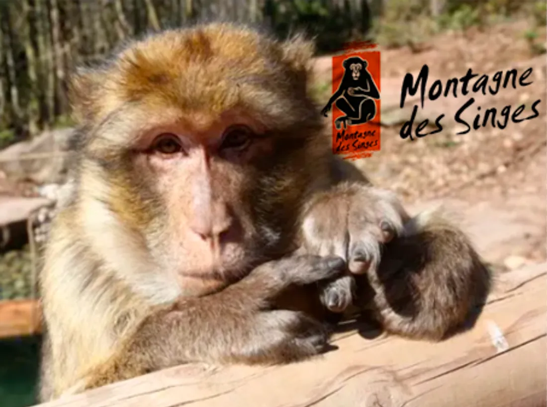 Montage des Singes