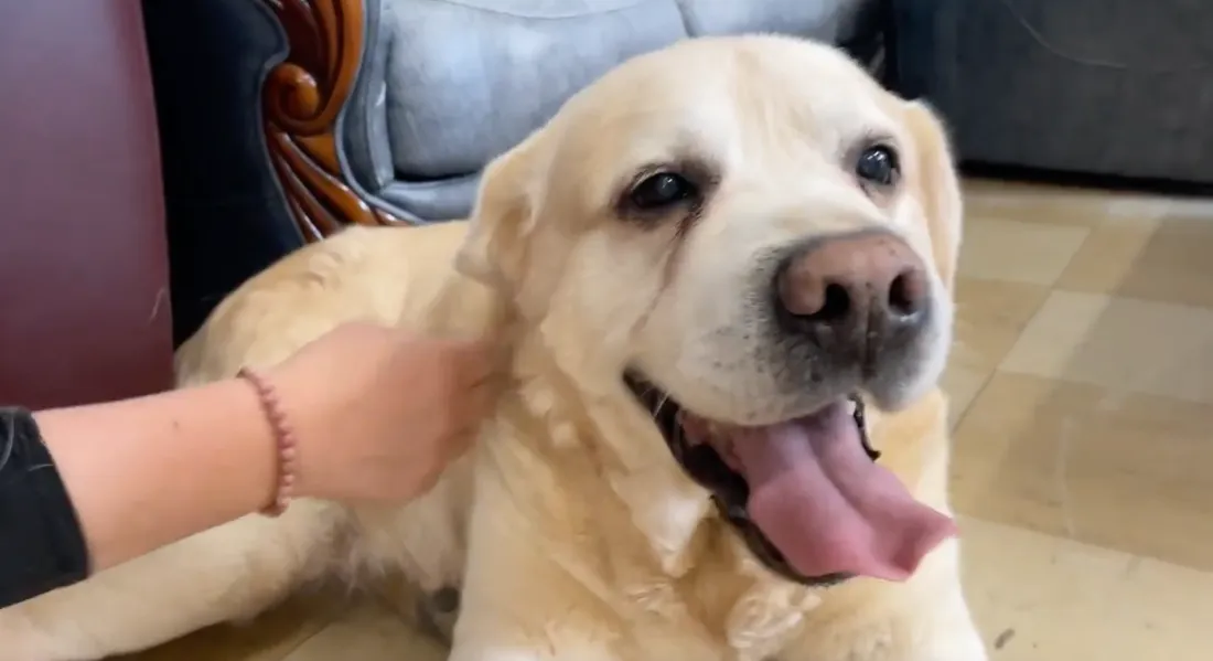 Garou, de le SPA Mulhouse Haute Alsace, recherche une famille d’accueil