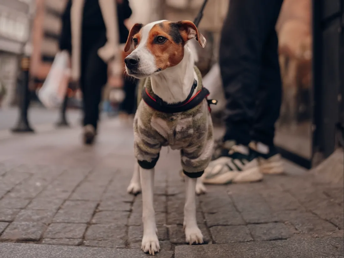 Les chiens seront désormais autorisés dans les trams de la ville.