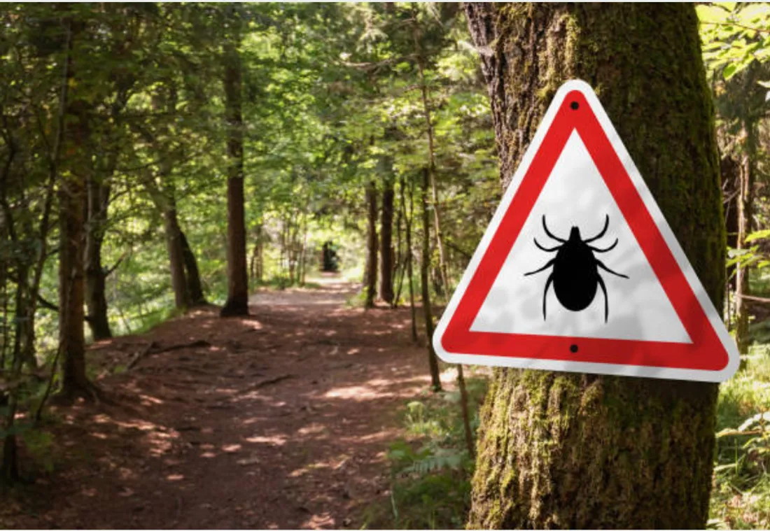 L'Alsace est particulièrement touchée par les tiques 