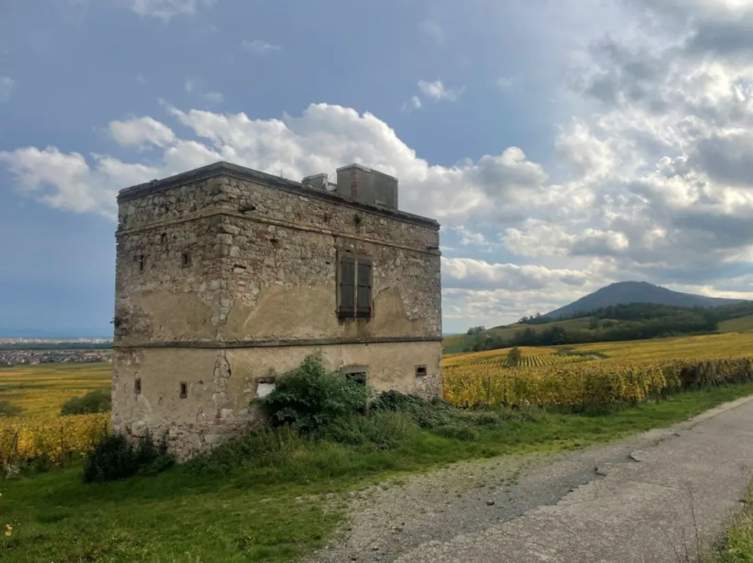 Le Pavillon des vignes est situé à Scherwiller, au coeur du vignoble