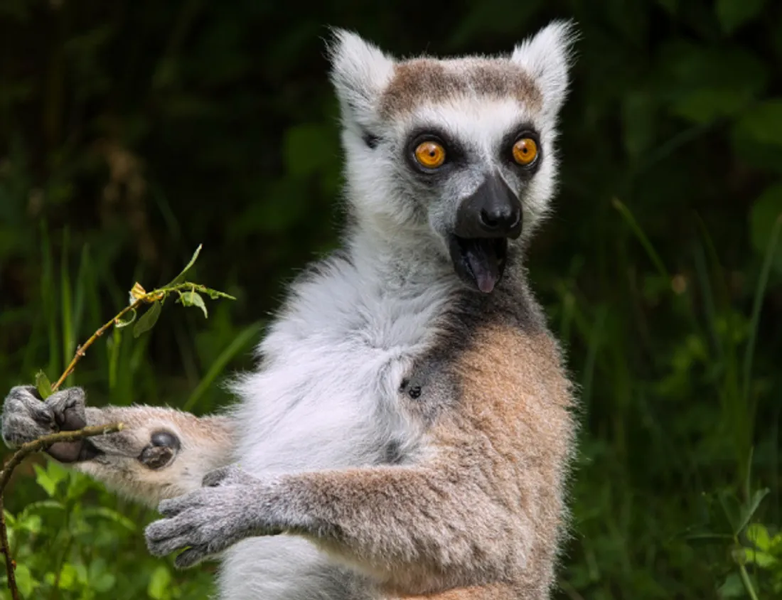 Bilbo, maki catta du Parc Animalier de Sainte-Croix sauvé par l'IHU de Strasbourg. 