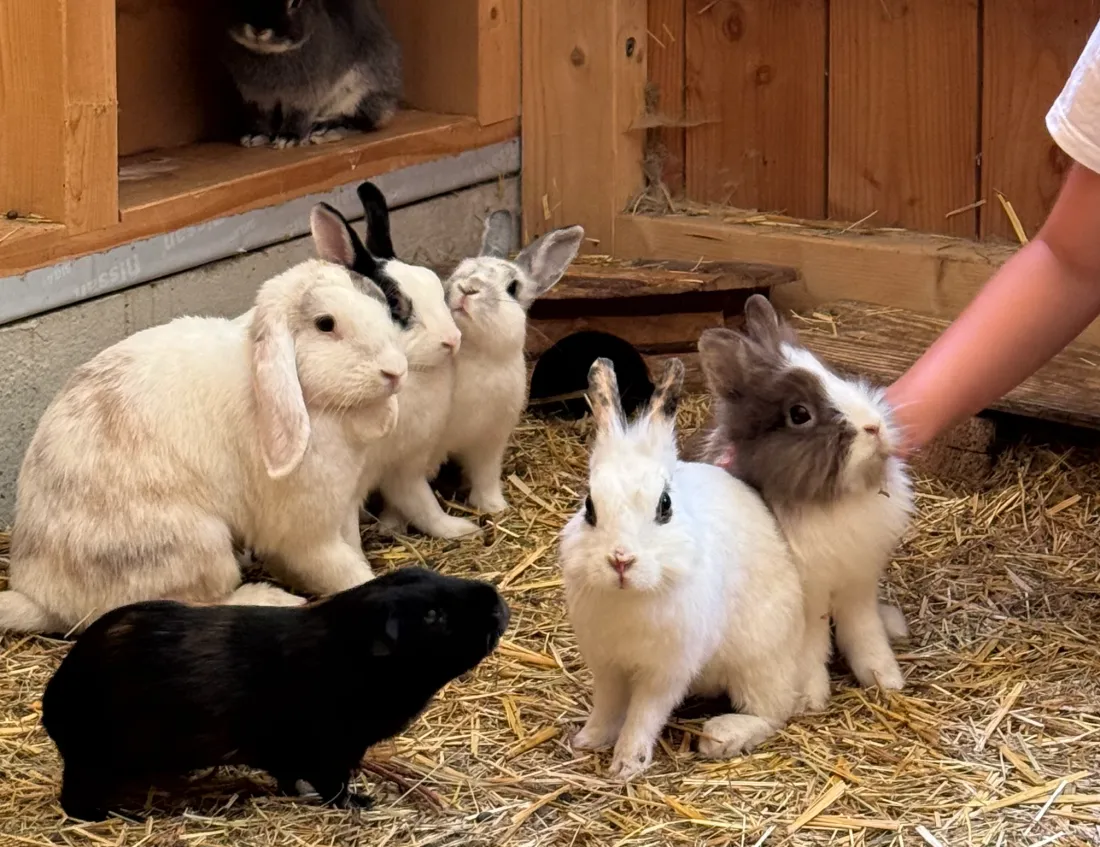 Tous les animaux de la Ferme de Rhinau adorent les câlins