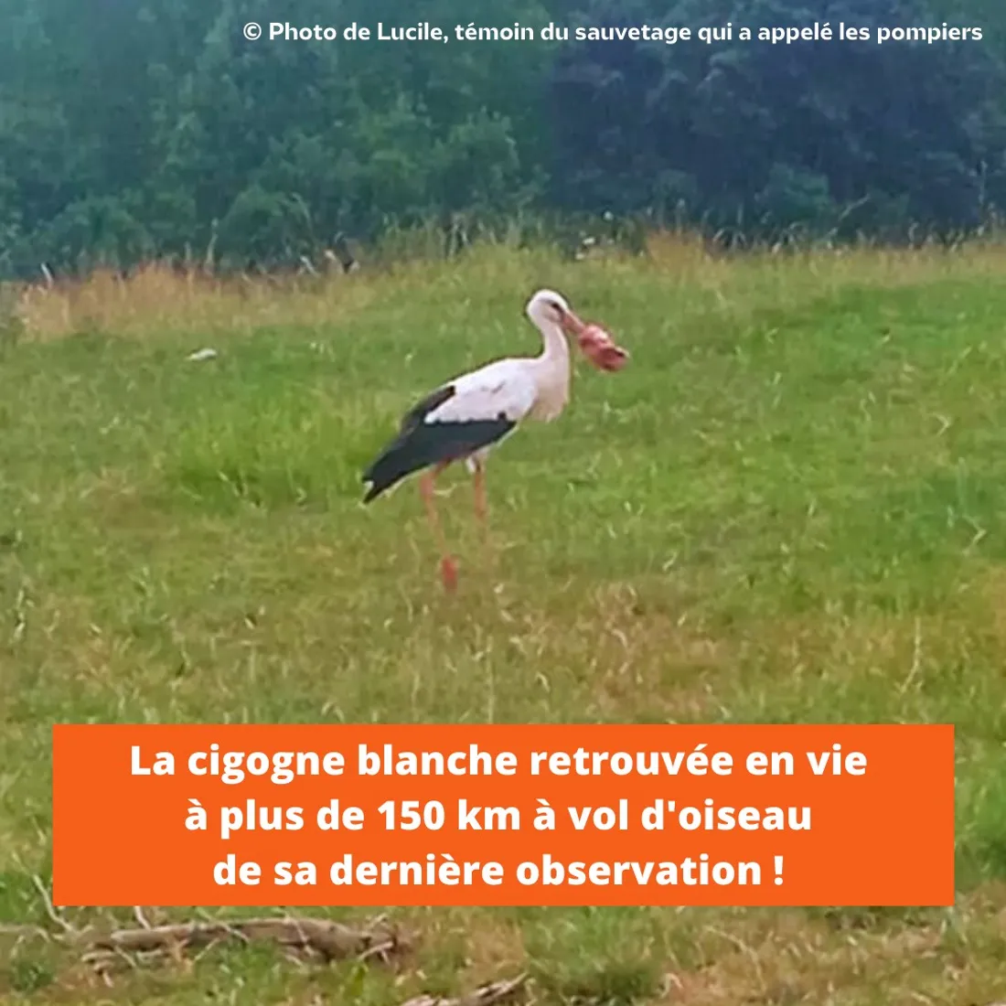 Cigogne coca