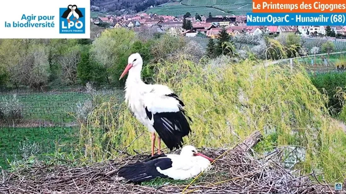 Dans l'intimité des cigognes à Hunawihr 