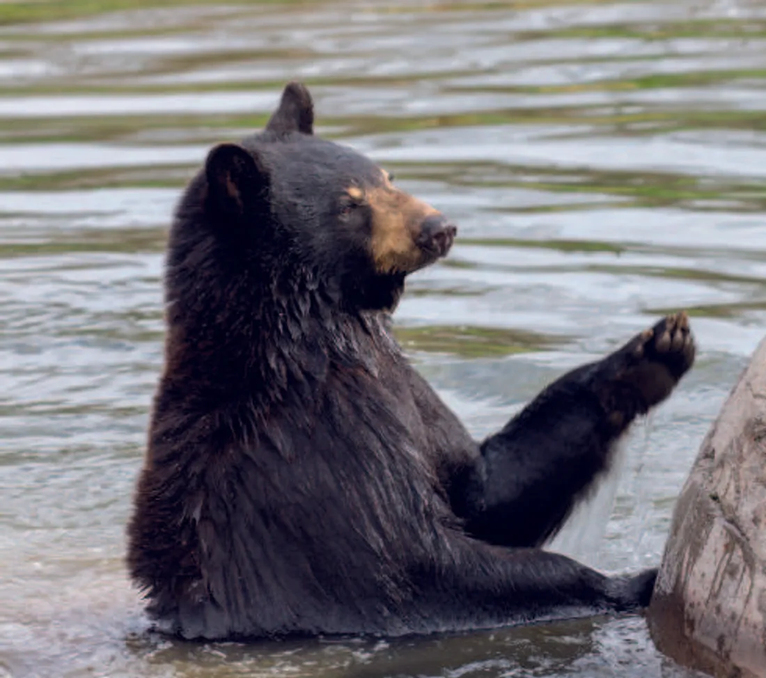 Le parc de Sainte Croix développe des nouveautés pour l'année 2024