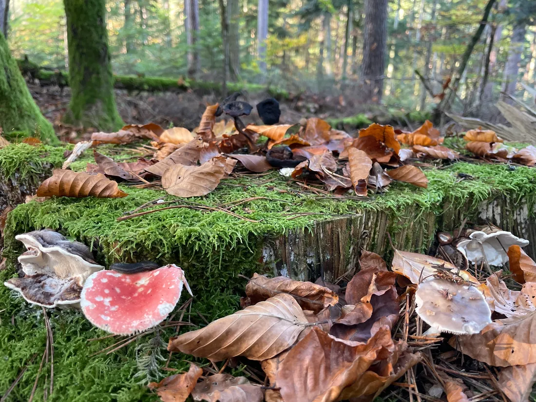 Notre balade en forêt nous a permis de voir de beaux champignons