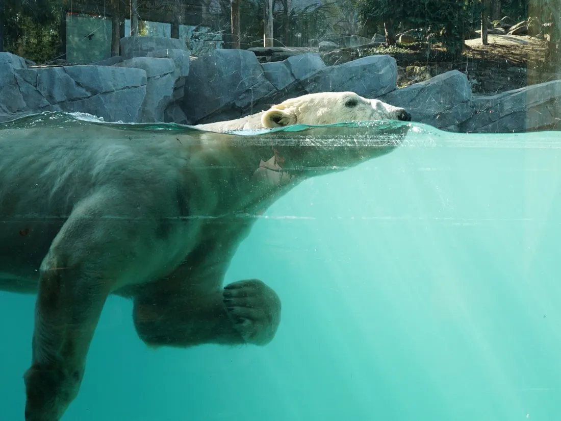 Akiak qui nage dans son bassin rénové de la zone arctique