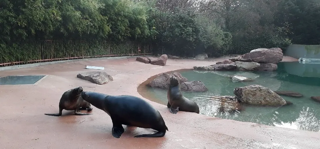 Le public est invité à choisir le nom de la nouvelle petite otarie du zoo de Mulhouse
