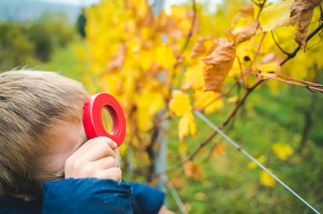 Vignoble enfant