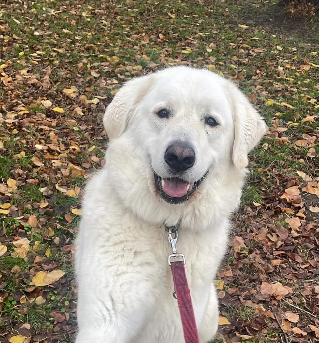 Polochon attend d'être adopté à la SPA de Strasbourg.